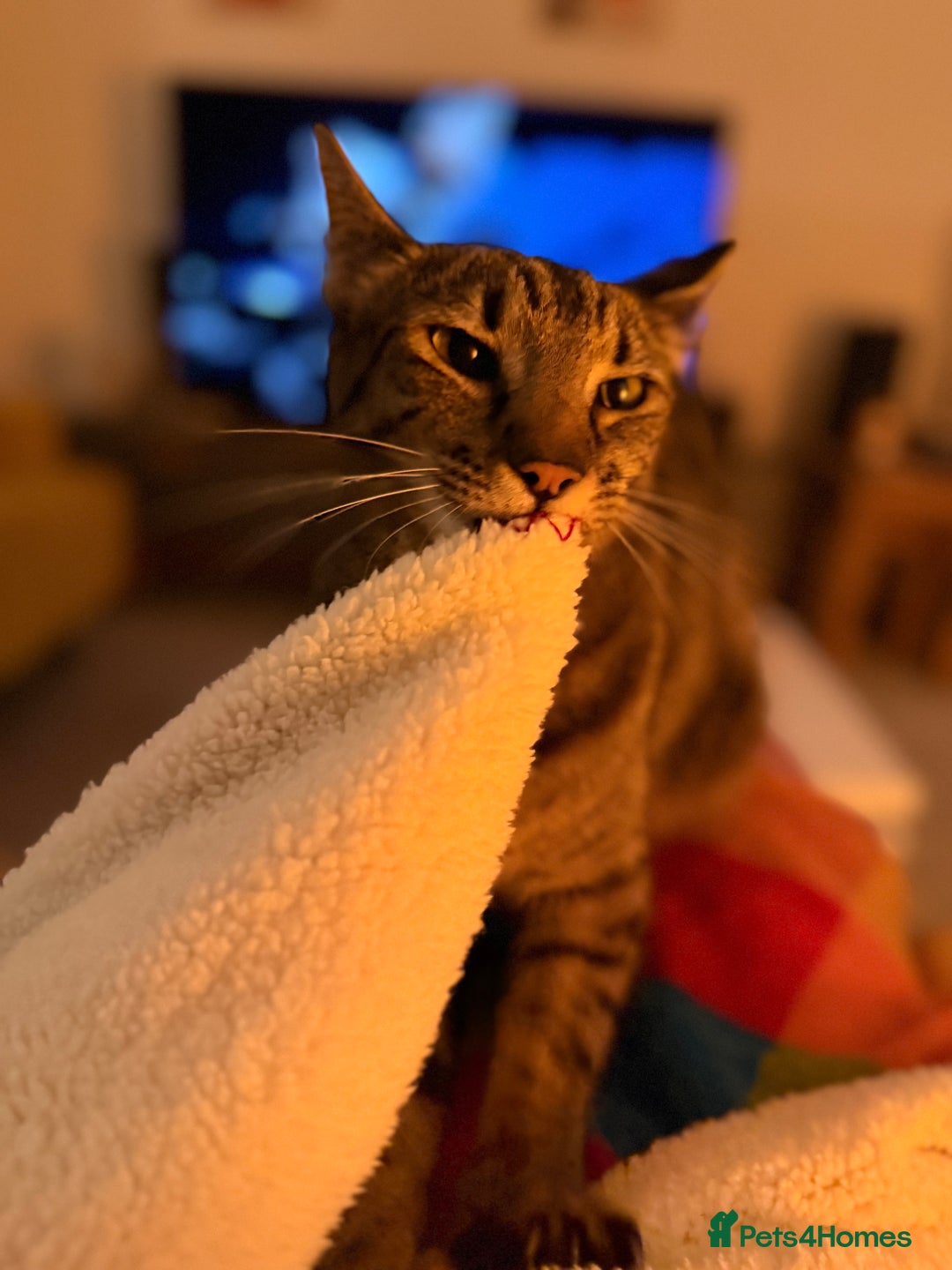Mixed Breed cats for sale: Beautiful Bengal Savannah Mix to re-home - Image 5
