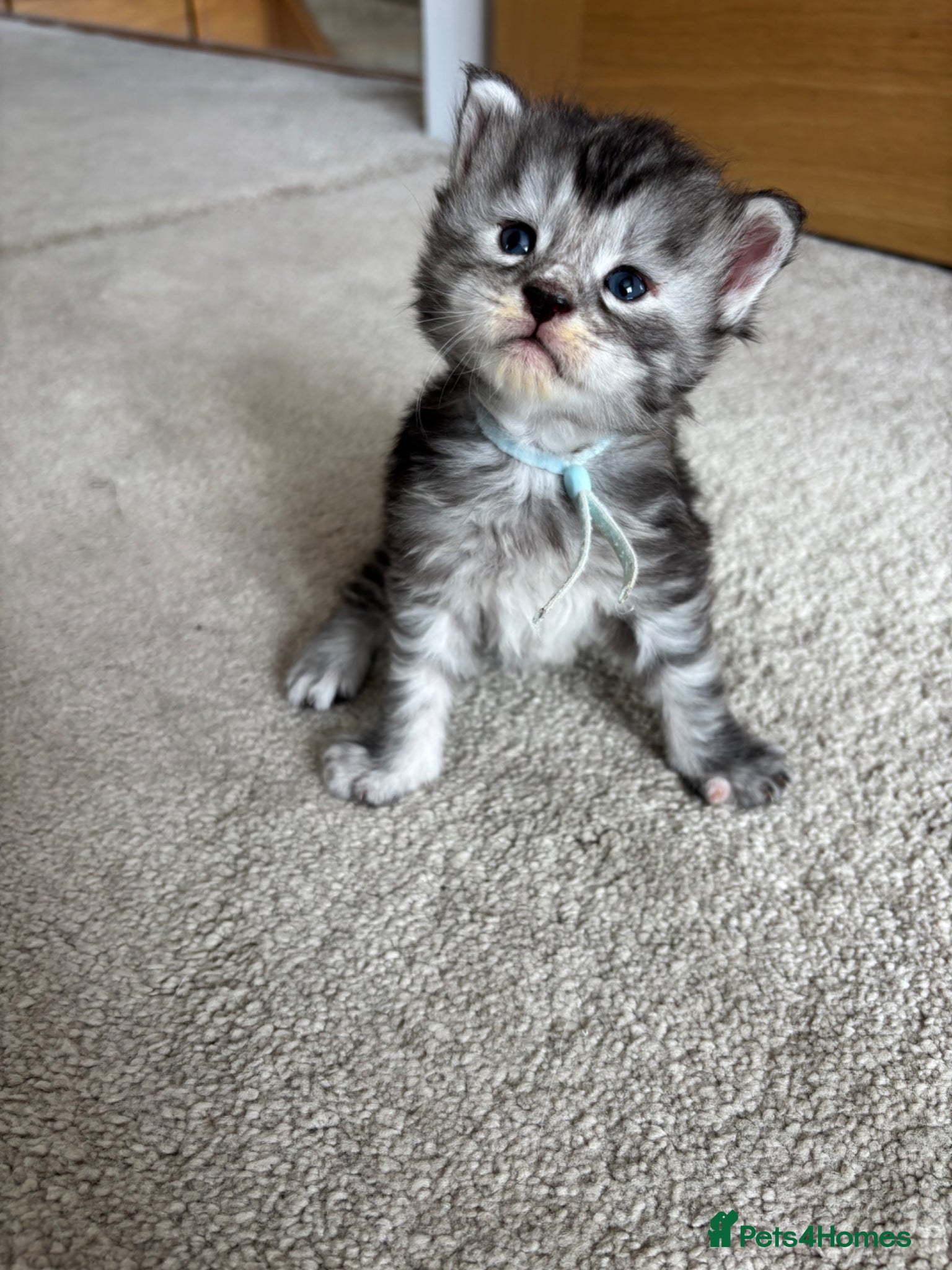 Maine Coon cats TICA Maine Coon Kittens  - Advert 1