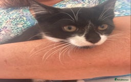 Mixed Breed cats for sale: Calico tabby cross  - Image 3