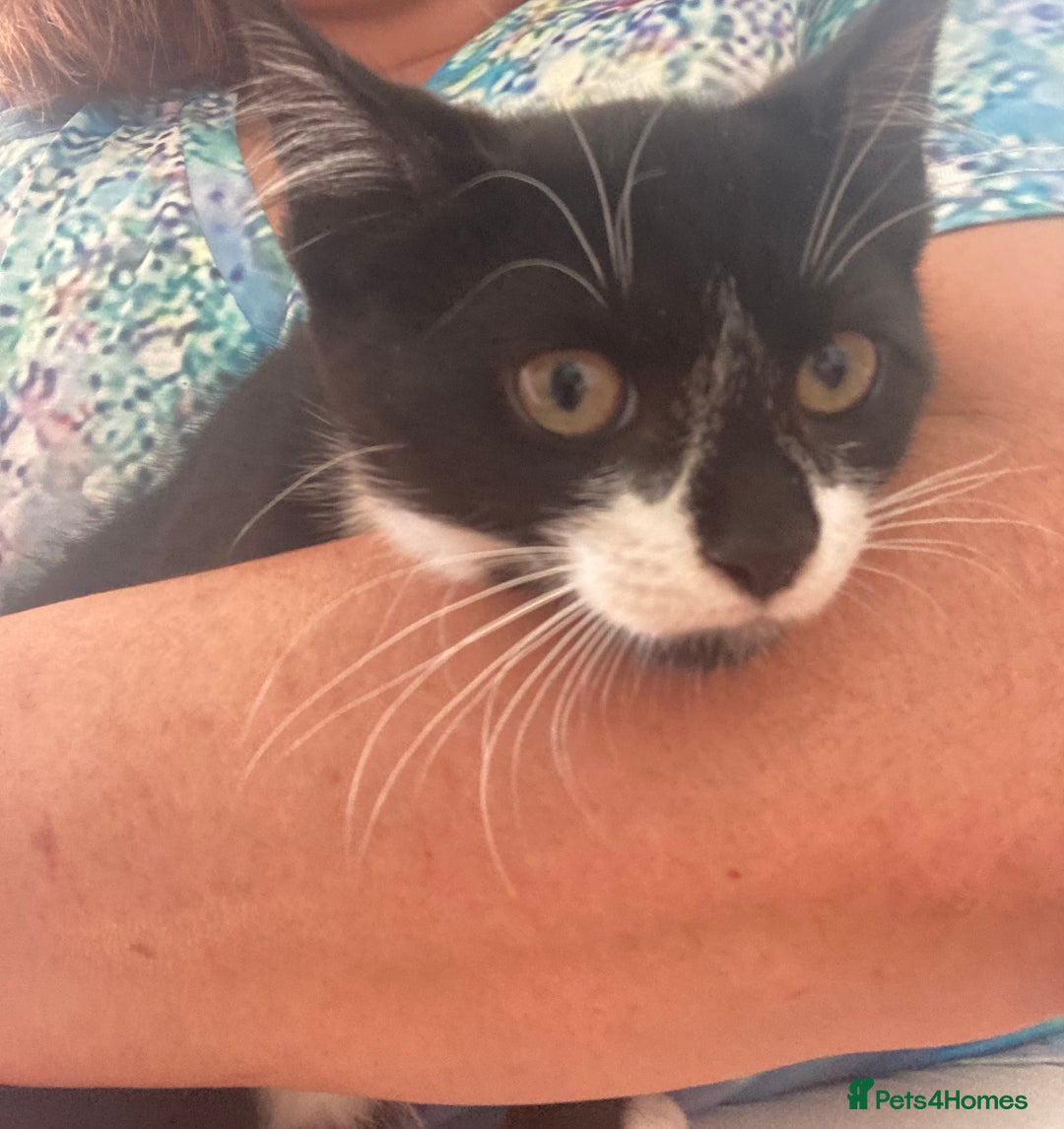 Mixed Breed cats for sale: Calico tabby cross  - Image 3