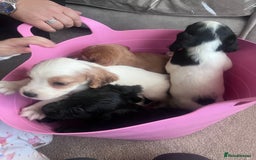 Cocker Spaniel dogs for sale: Cocker spaniels  - Image 13