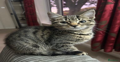 Domestic Shorthair cats - Advert 9