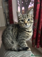 Domestic Shorthair cats - Advert 7