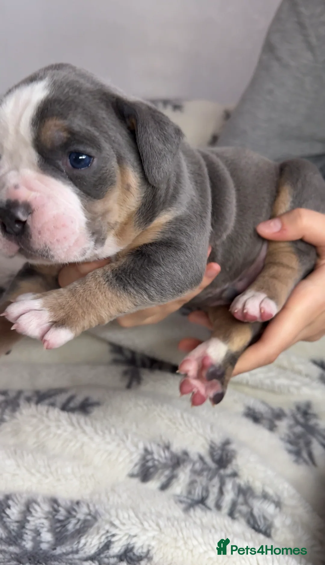 Olde English Bulldogge dogs for sale: 🔥£1500🔥Champion bloodline Olde English Buldogs - Advert 34