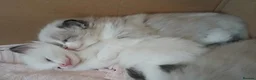 Ragdoll cats for sale: 5 BEAUTIFUL RAGDOLL GIRLS - Advert 7