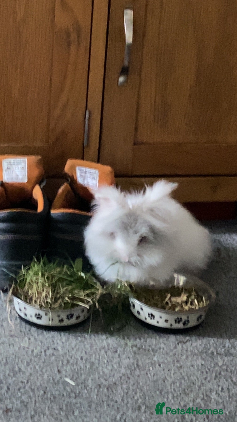 Lionhead rabbits 2 female lionhead rabbits 1 years old - Advert 2