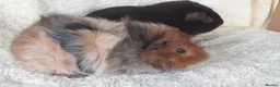 Guinea Pig rodents for sale: Pair of 8wk bonded baby boars  - Advert 5