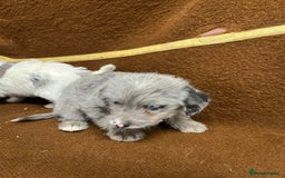 Jackapoo dogs for sale: Beautiful Jackapoo Puppies, READY NOW - Image 17