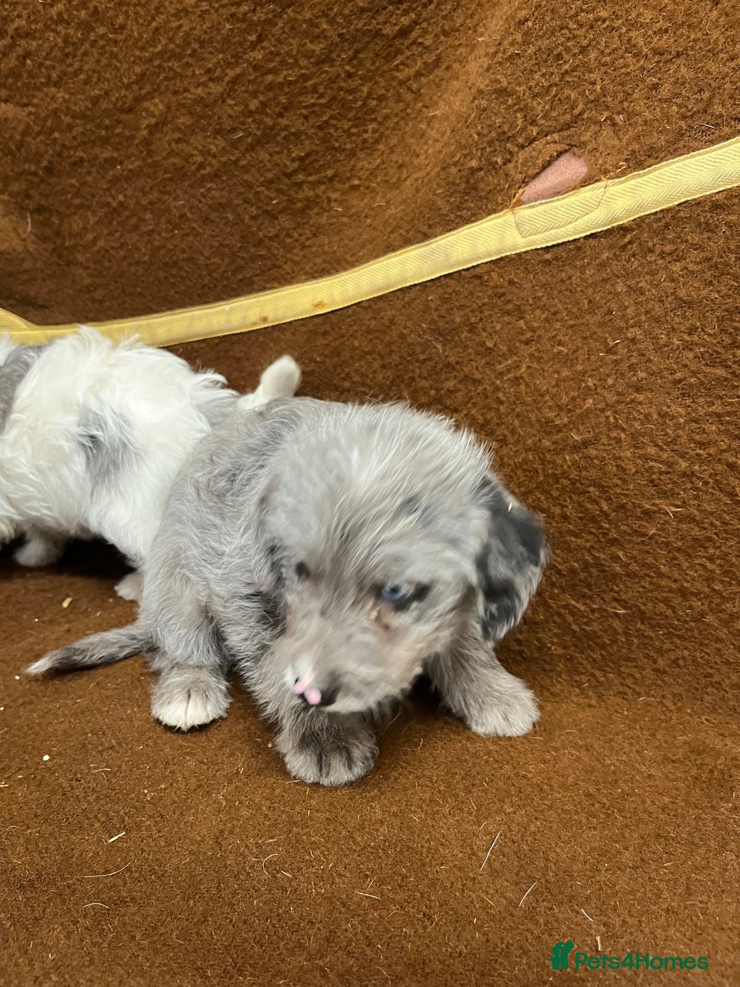 Jackapoo dogs for sale: Beautiful Jackapoo Puppies, READY NOW - Image 17
