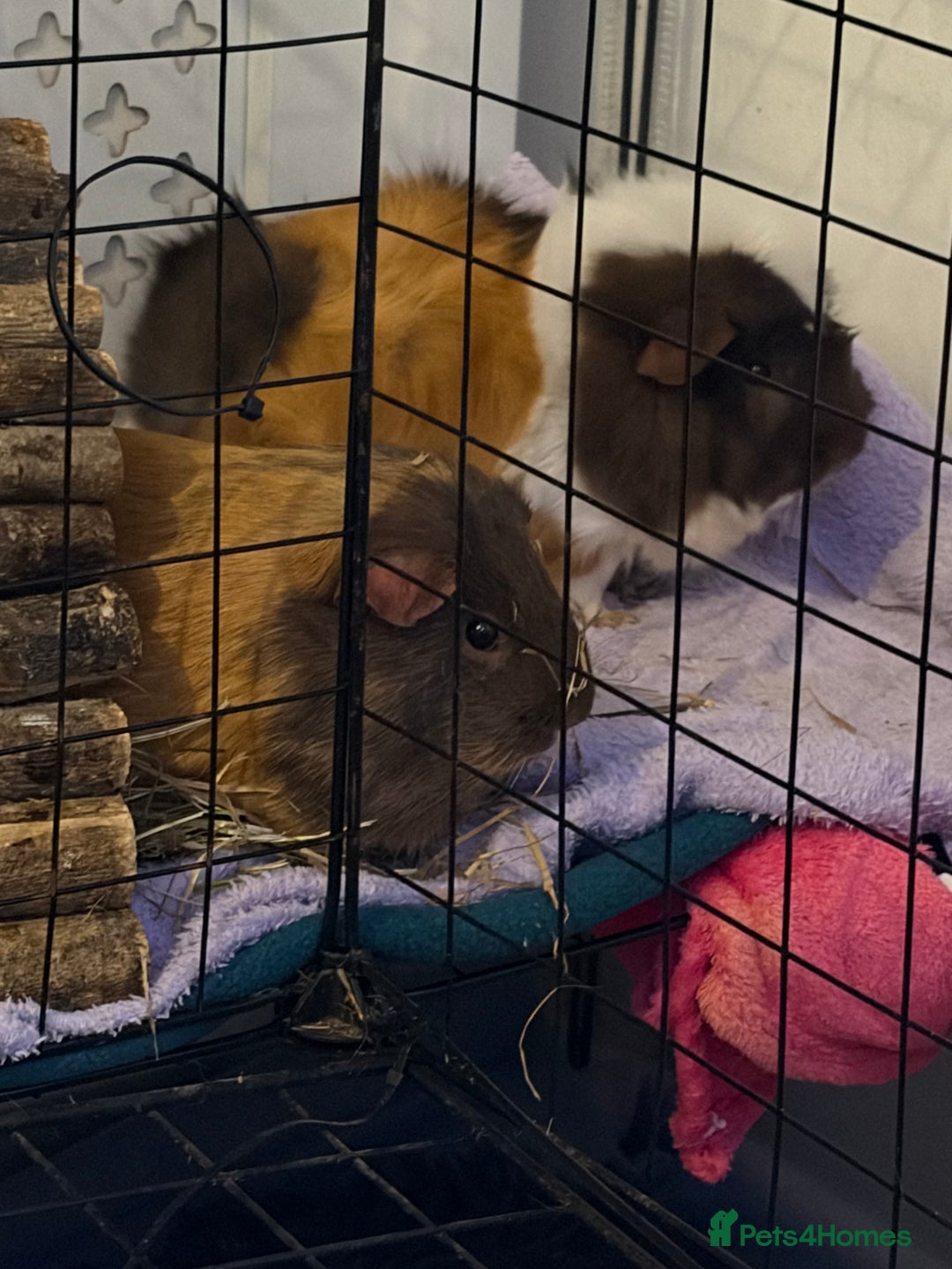 Guinea Pig rodents for sale: 2 female guinea pigs - 19 months - INDOOR ONLY - Advert 1