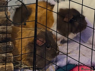 Guinea Pig rodents 2 female guinea pigs - 19 months - INDOOR ONLY - Advert 2