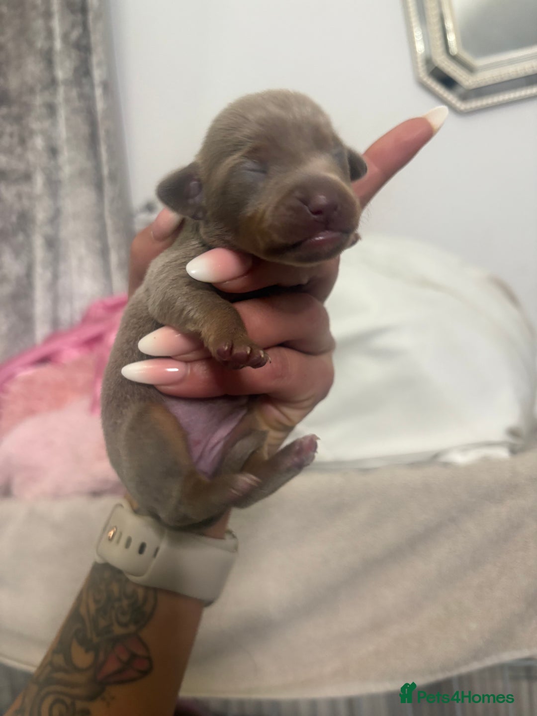 Mixed Breed dogs for sale: Xxx TINY dachshund x chihuahua puppies xxx - Image 27