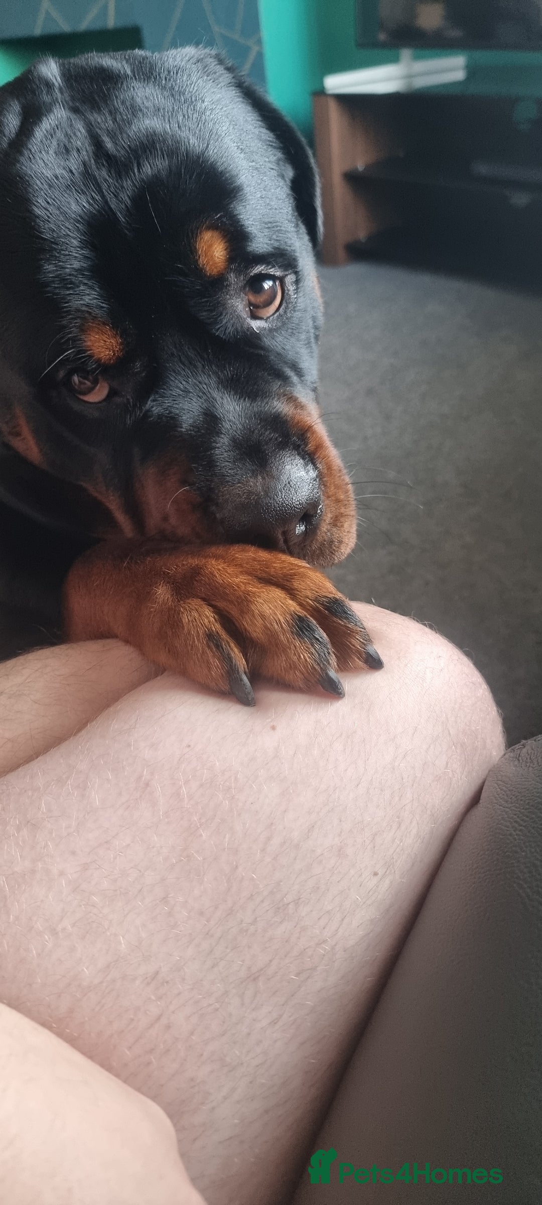 Rottweiler dogs for sale: Rottweiler needs a loving forever home  - Advert 25
