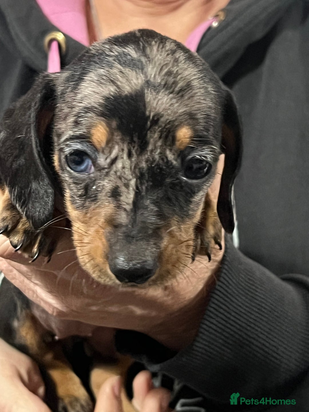 Miniature Dachshund dogs for sale: Miniature dachshunds  - Advert 7