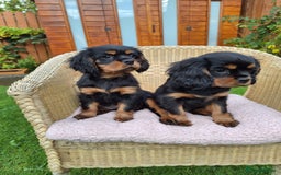 Cavalier King Charles Spaniel dogs for sale: Cavalier King Charles spaniel  - Image 9