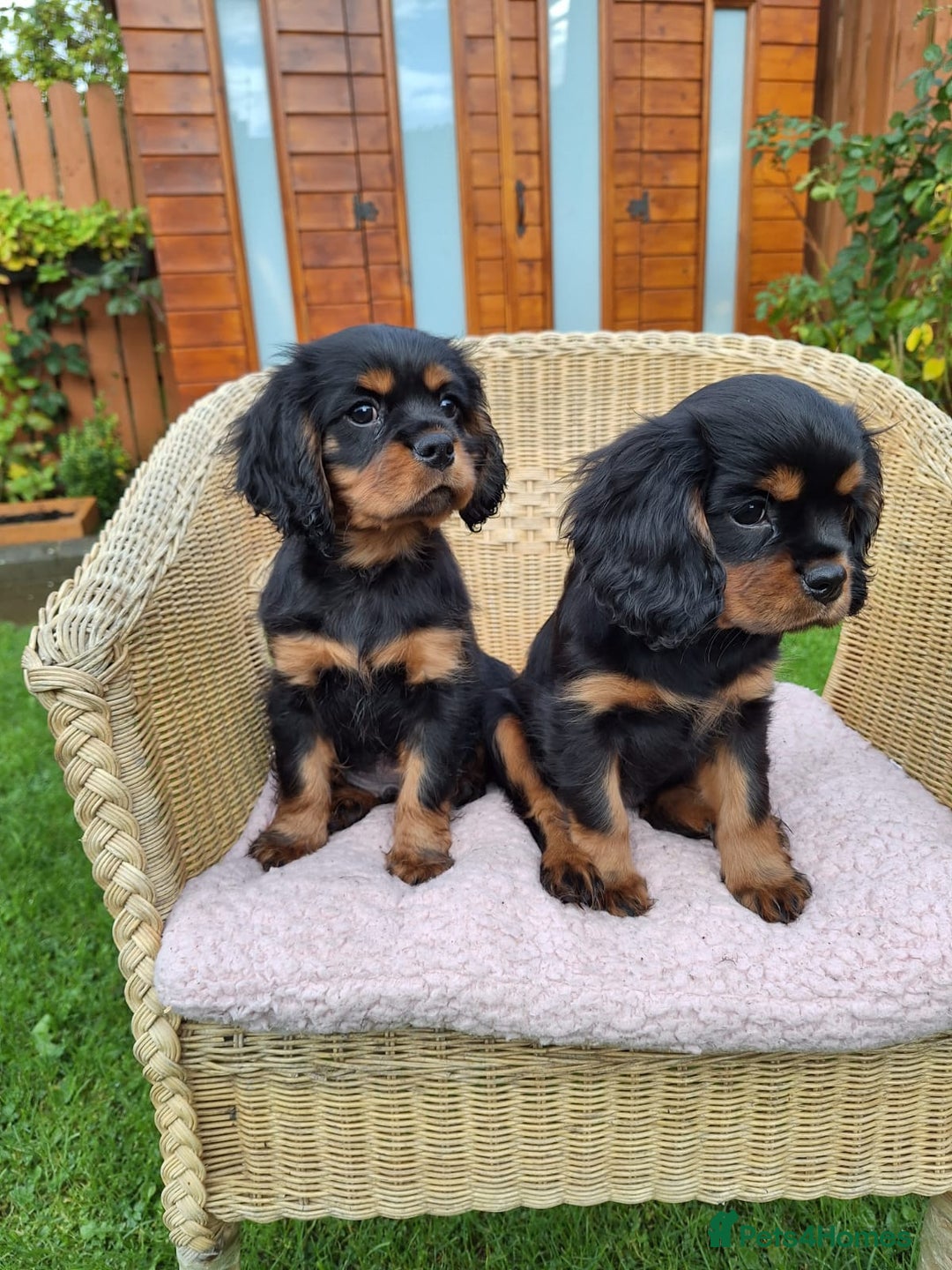 Cavalier King Charles Spaniel dogs for sale: Cavalier King Charles spaniel  - Image 9