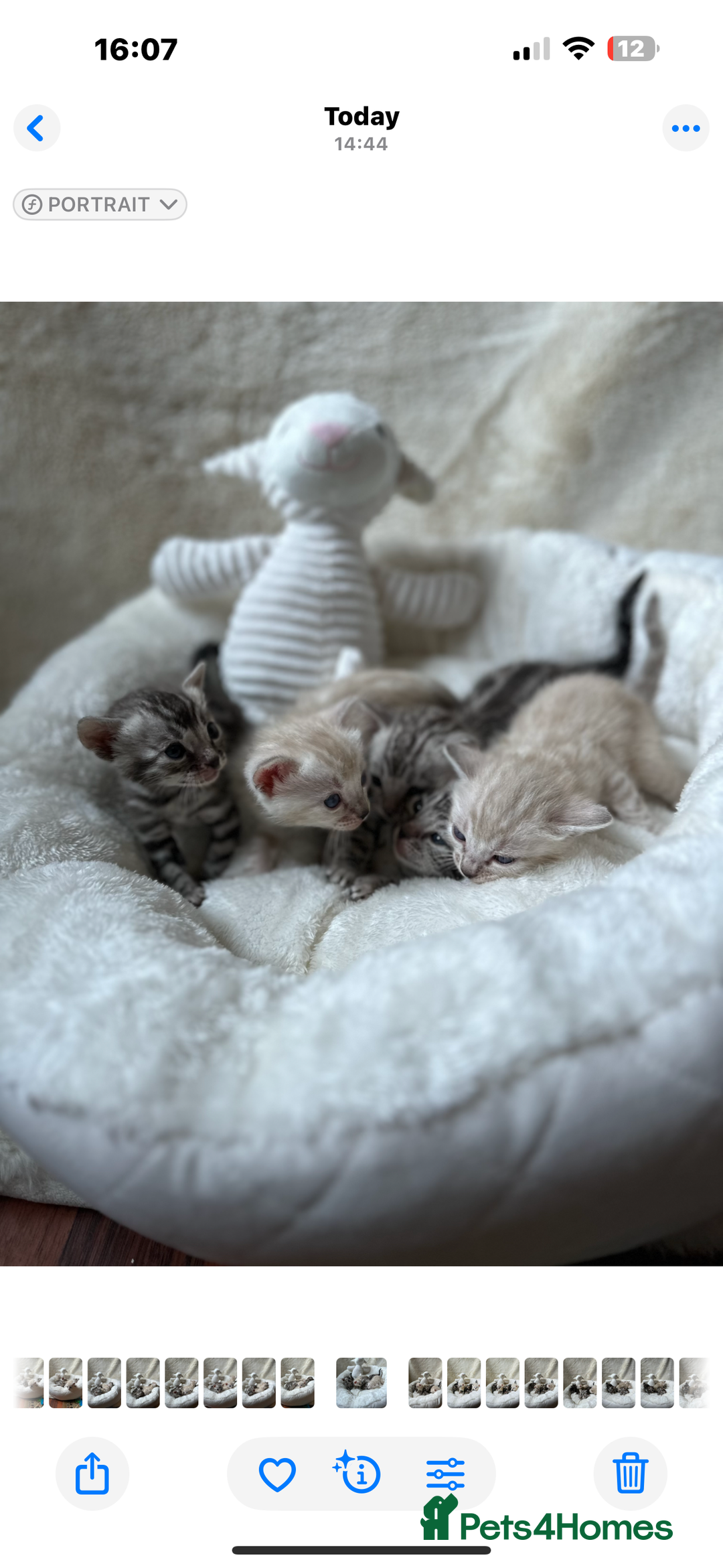 Bengal cats for sale: 💎💎💎 Luxury Bengal Kittens Available  - Image 22
