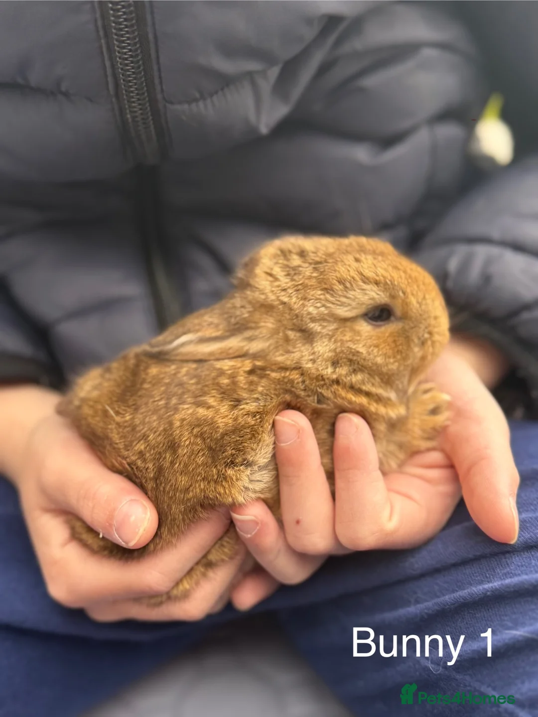 Mini Lop rabbits for sale: Mini lop bunnies for sale  - Advert 2