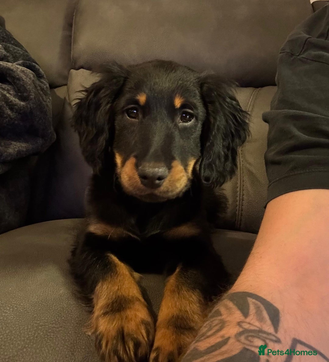 Cocker Spaniel dogs for sale: 7 month old cocker spaniel  - Image 4