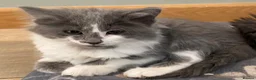 Mixed Breed cats for sale: Beautiful fluffy kittens available  - Advert 9