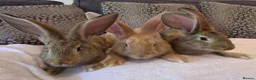 Continental Giant rabbits for sale: Continental giant rabbits (males) in Saltash - Advert 10