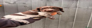 Cocker Spaniel 1