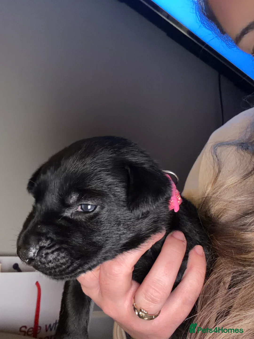 Mixed Breed dogs for sale: WORKING LINE BULLHERDER DOGS FOR SALE  in Preston - Advert 7