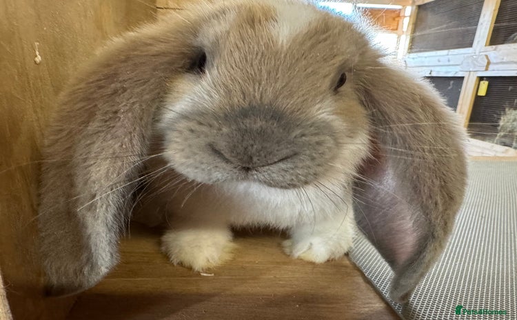French Lop rabbits - Advert 9