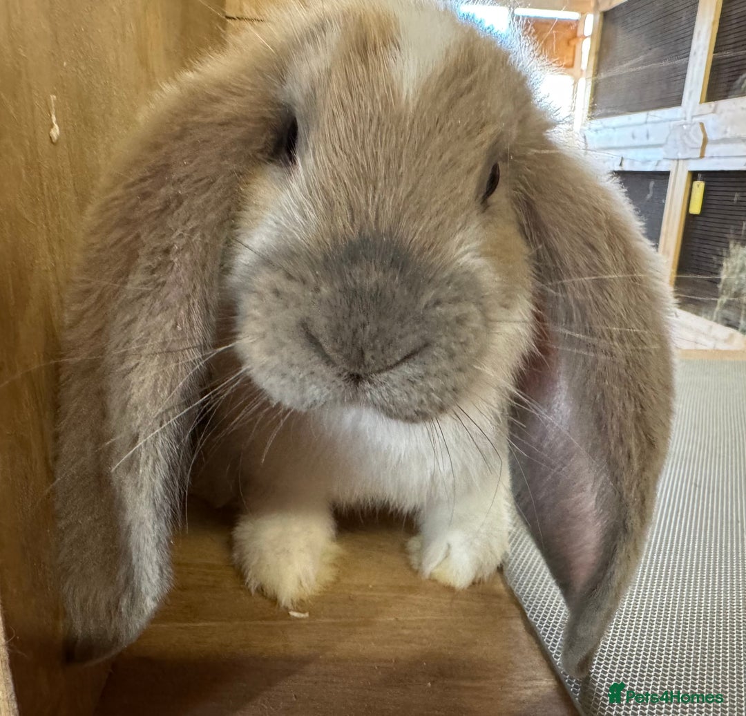 French Lop rabbits for sale: Beige Butterfly French Lop Baby Doe - Image 1