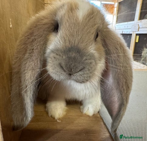 French Lop rabbits - Advert 13