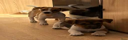 Jack Russell dogs for sale: Traditional short-legged Jack Russell puppies. - Advert 8