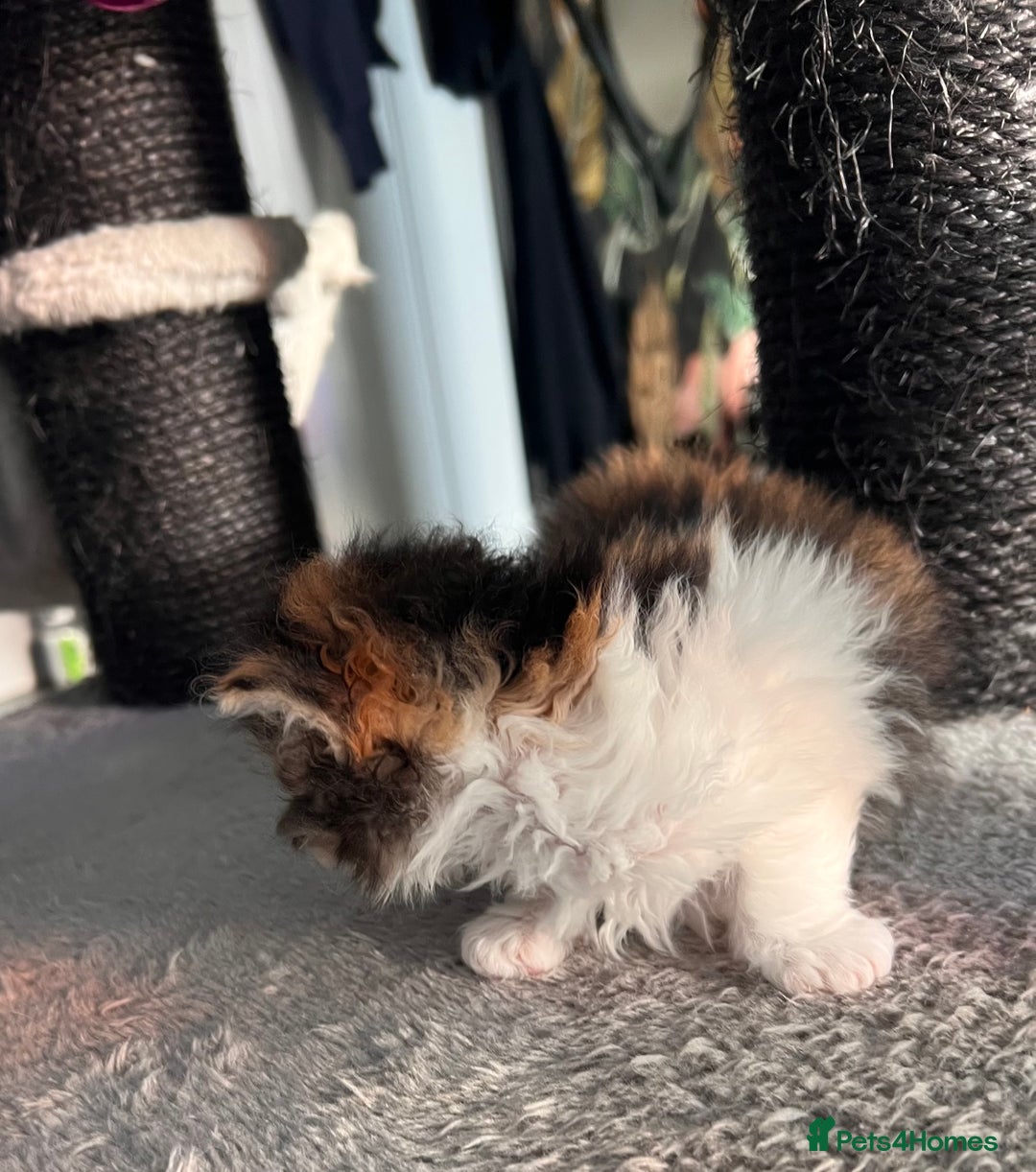Selkirk Rex cats for sale: Stunning Selkirk rex kittens - Advert 25