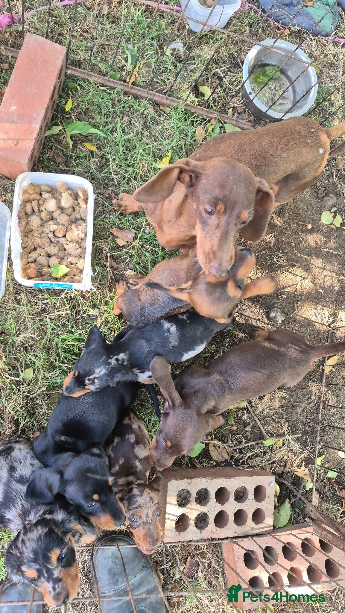Miniature Dachshund dogs Miniature Dauchaunds - Advert 1