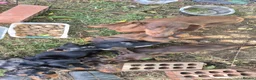 Miniature Dachshund dogs for sale: Miniature Dauchaunds - Advert 1