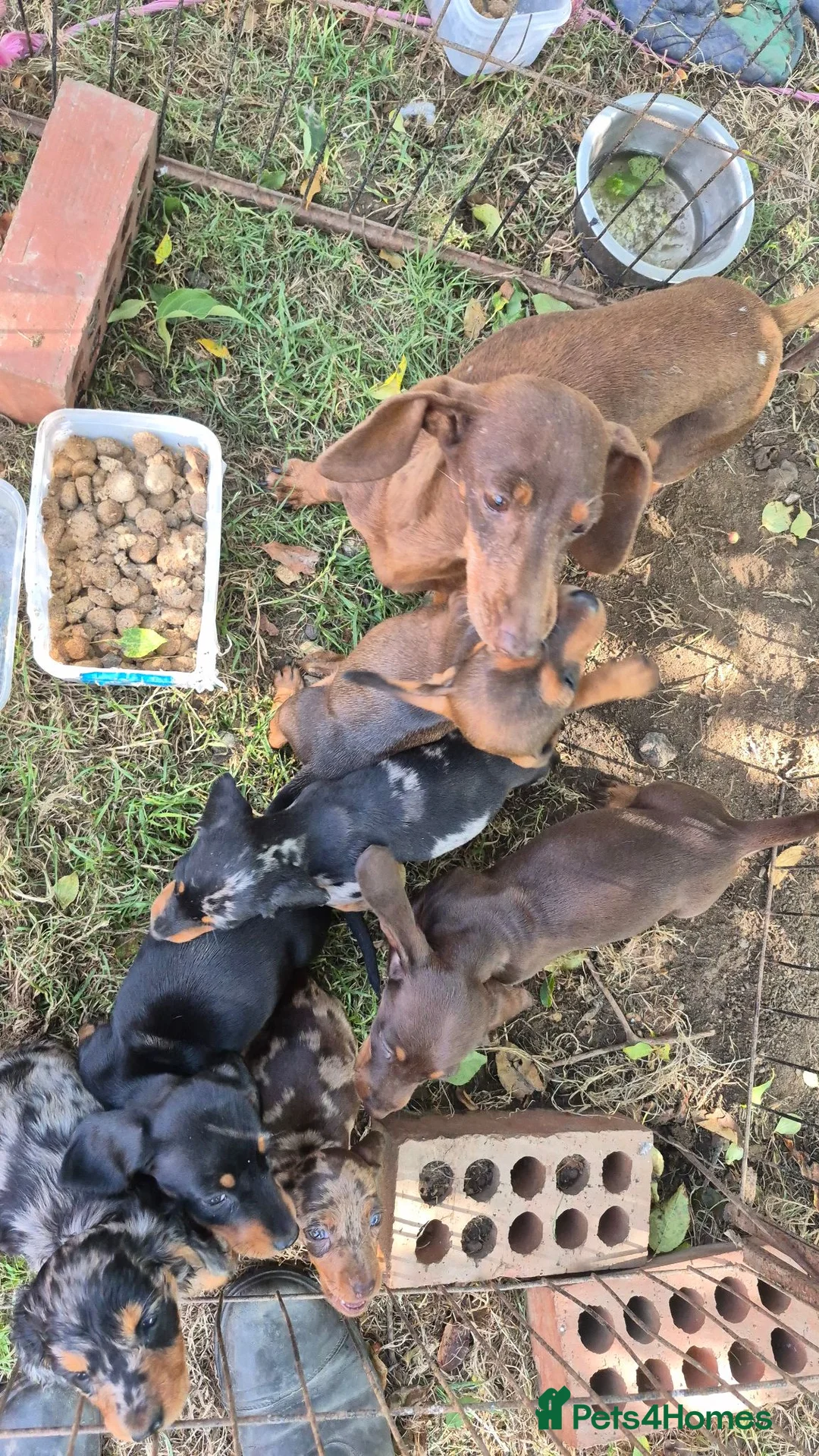 Miniature Dachshund dogs for sale: Miniature Dauchaunds - Advert 1