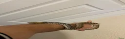 Snake reptiles for sale: Bull snake  - Advert 4