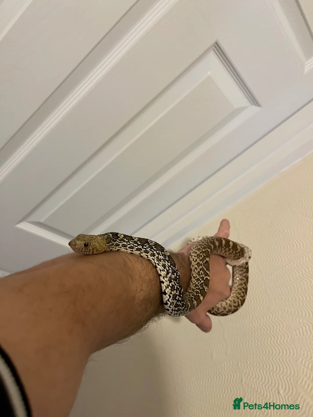 Snake reptiles for sale: Bull snake  - Advert 4