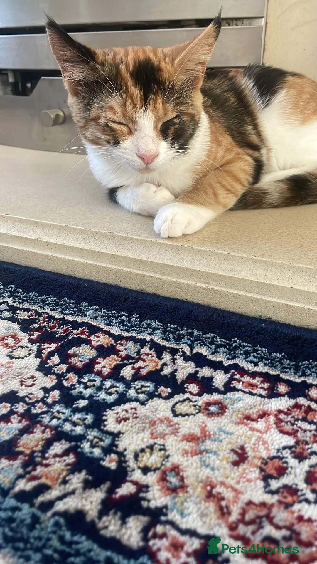 Mixed Breed cats for sale: Female cat for sale. in Luton - Advert 4