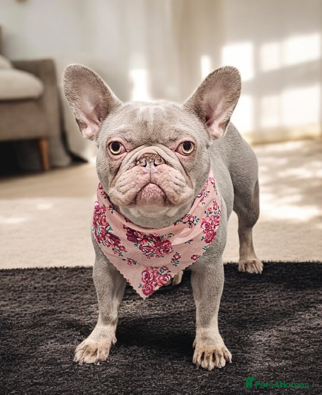 French Bulldog dogs for sale: 🏡 Retired French Bulldog – Wanda 🩷 - Advert 1