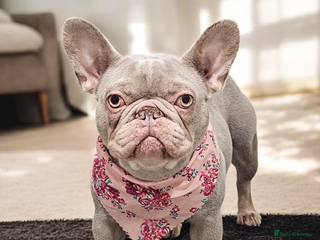 French Bulldog dogs 🏡 Retired French Bulldog – Wanda 🩷 - Advert 2