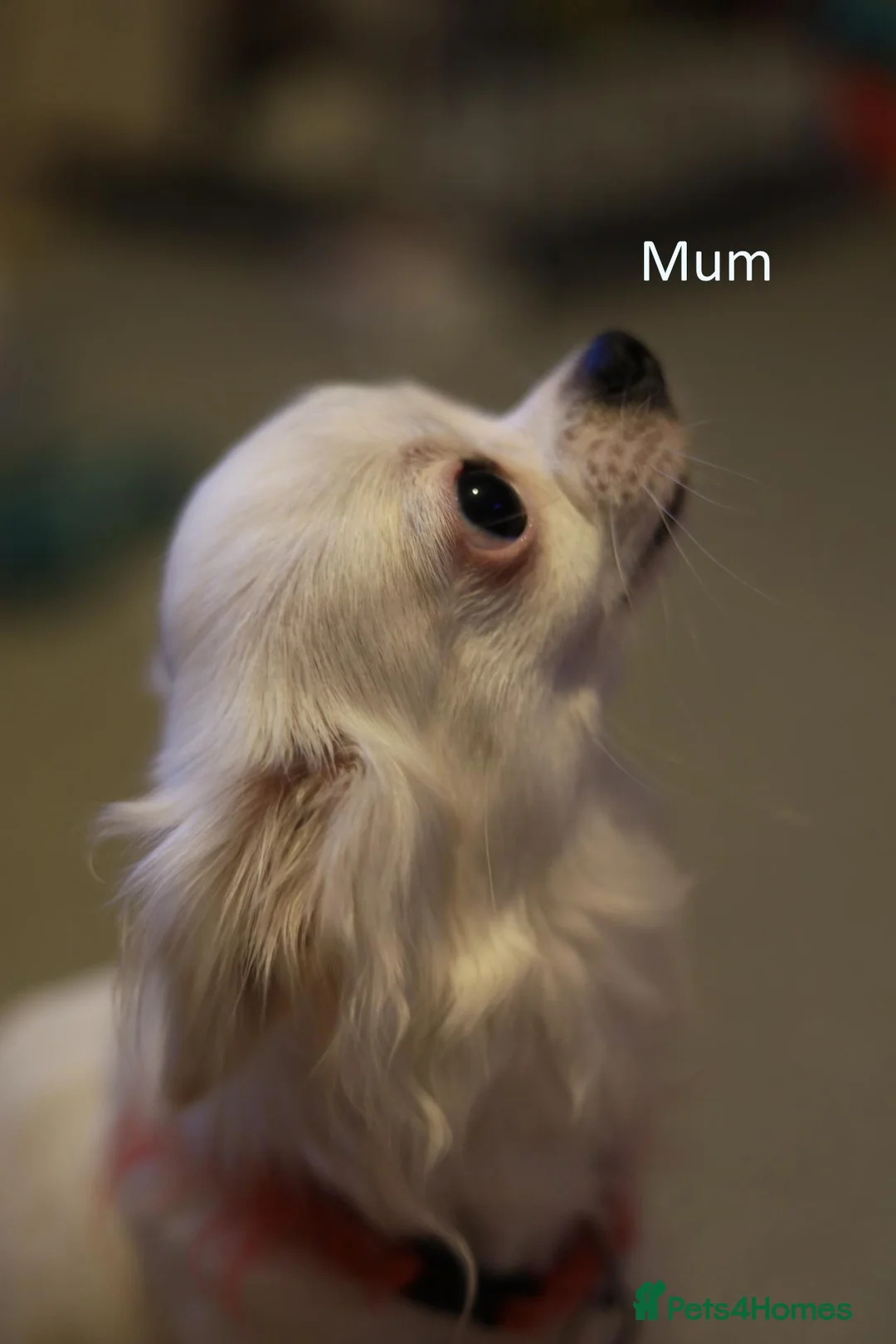 Chihuahua dogs for sale: Chihuahua Puppies in Crawley - Advert 2
