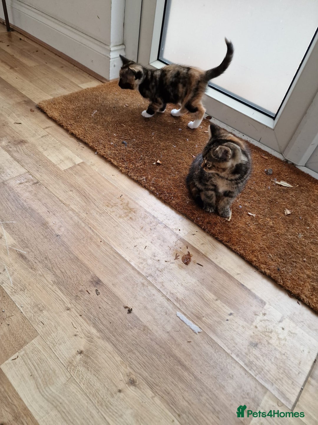Mixed Breed cats for sale: Very special tortie and white girl - Advert 20