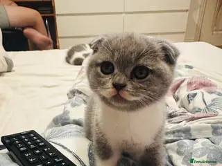 Mixed Breed cats kitten in London - Advert 1