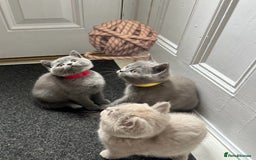 British Shorthair cats for sale: Beautiful British short hair kittens  - Image 3