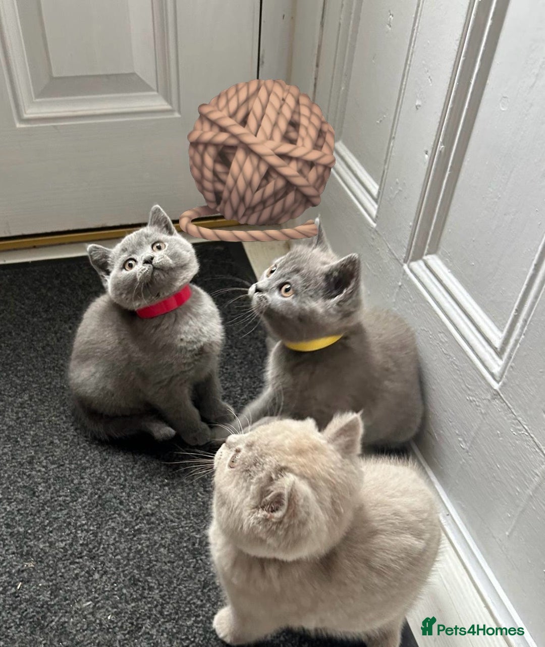 British Shorthair cats for sale: Beautiful British short hair kittens  - Image 3
