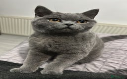 British Shorthair cats for sale: TOKYO - Image 1