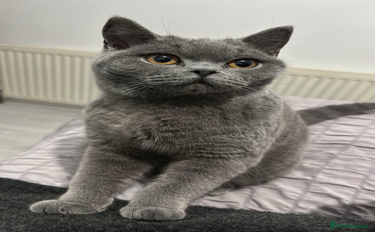British Shorthair cats - Advert 1