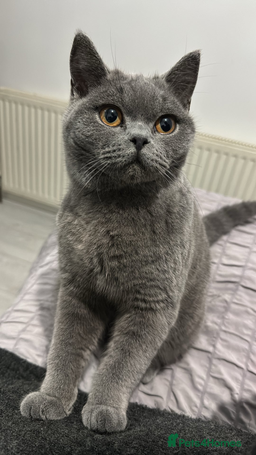 British Shorthair cats for sale: TOKYO - Image 1