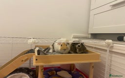Guinea Pig rodents for sale: Two lovely boars with complete set up - Image 13