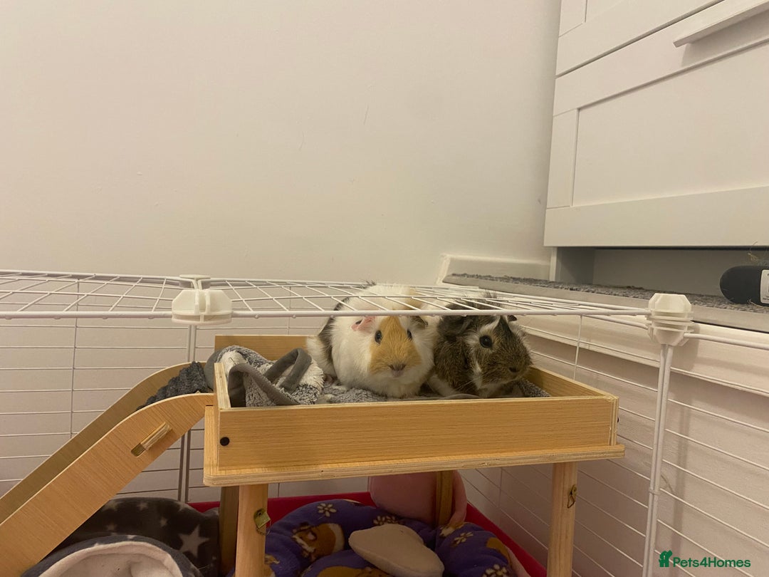 Guinea Pig rodents for sale: Two lovely boars with complete set up - Image 13